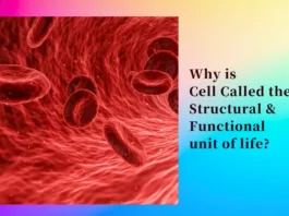 cell is called the structural and functional unit of life