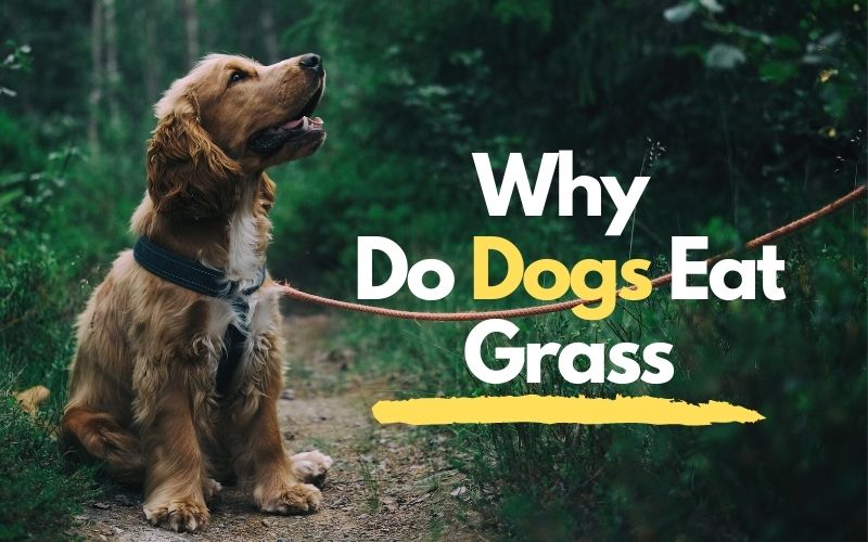dog eating grass