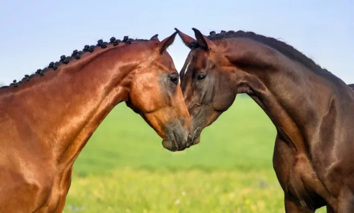 Horsepower